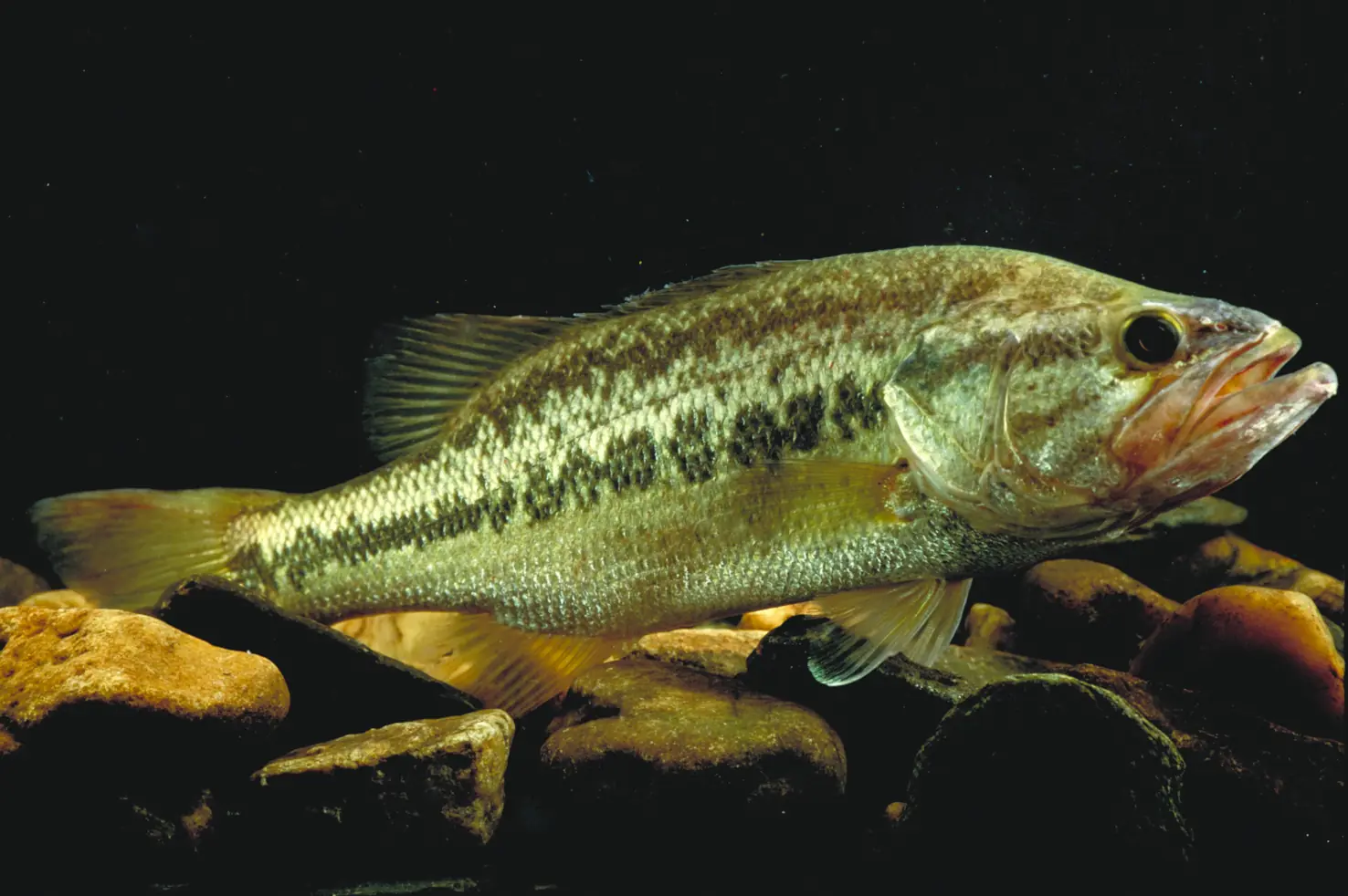 A picture of a largemouth bass. How to tell if it's a large mouth bass.