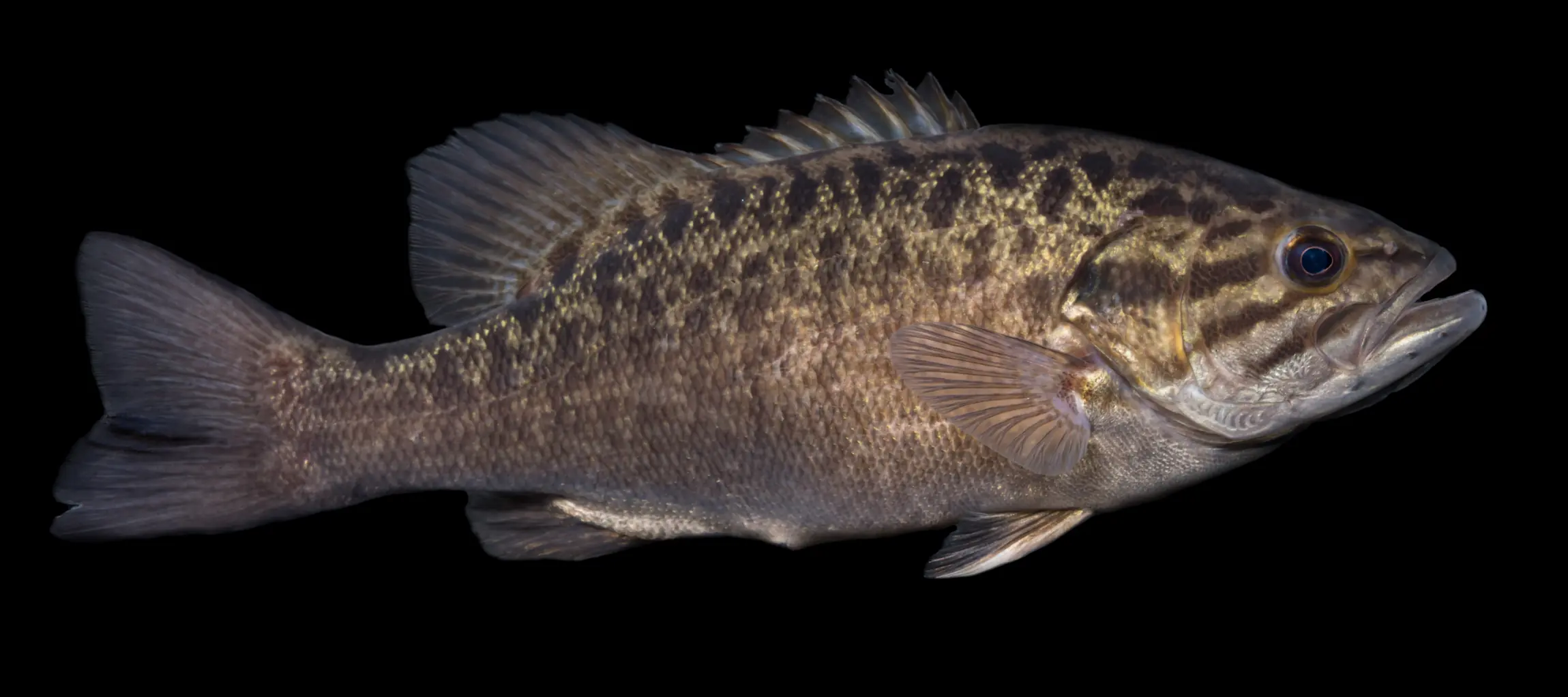 A picture of a smallmouth bass. How to tell if it's a small mouth bass.