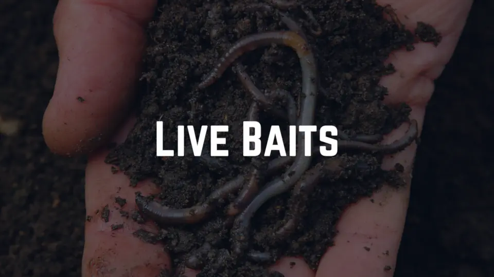 Guide to using different live baits to catch bass. Catching bass with live nightcrawler worms, crawfish, minnows, and other small bait fish.